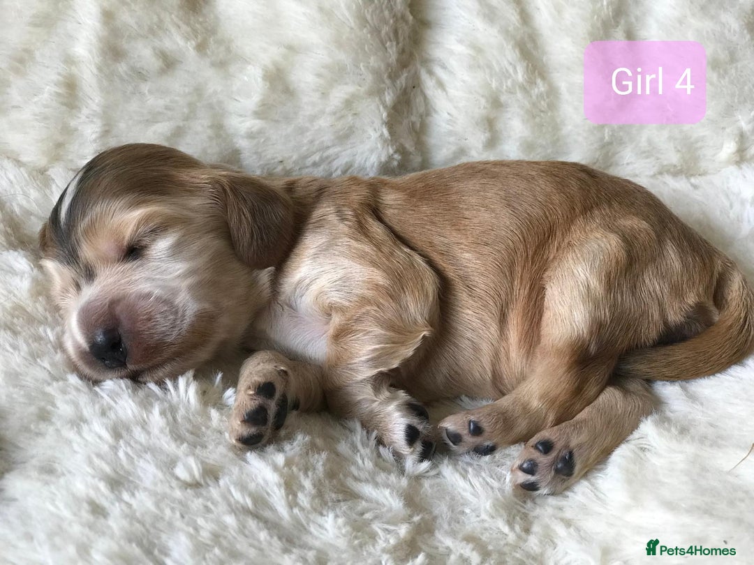 Cocker Spaniel dogs for sale: Show Type Health Tested, KC Reg puppies  - Image 17