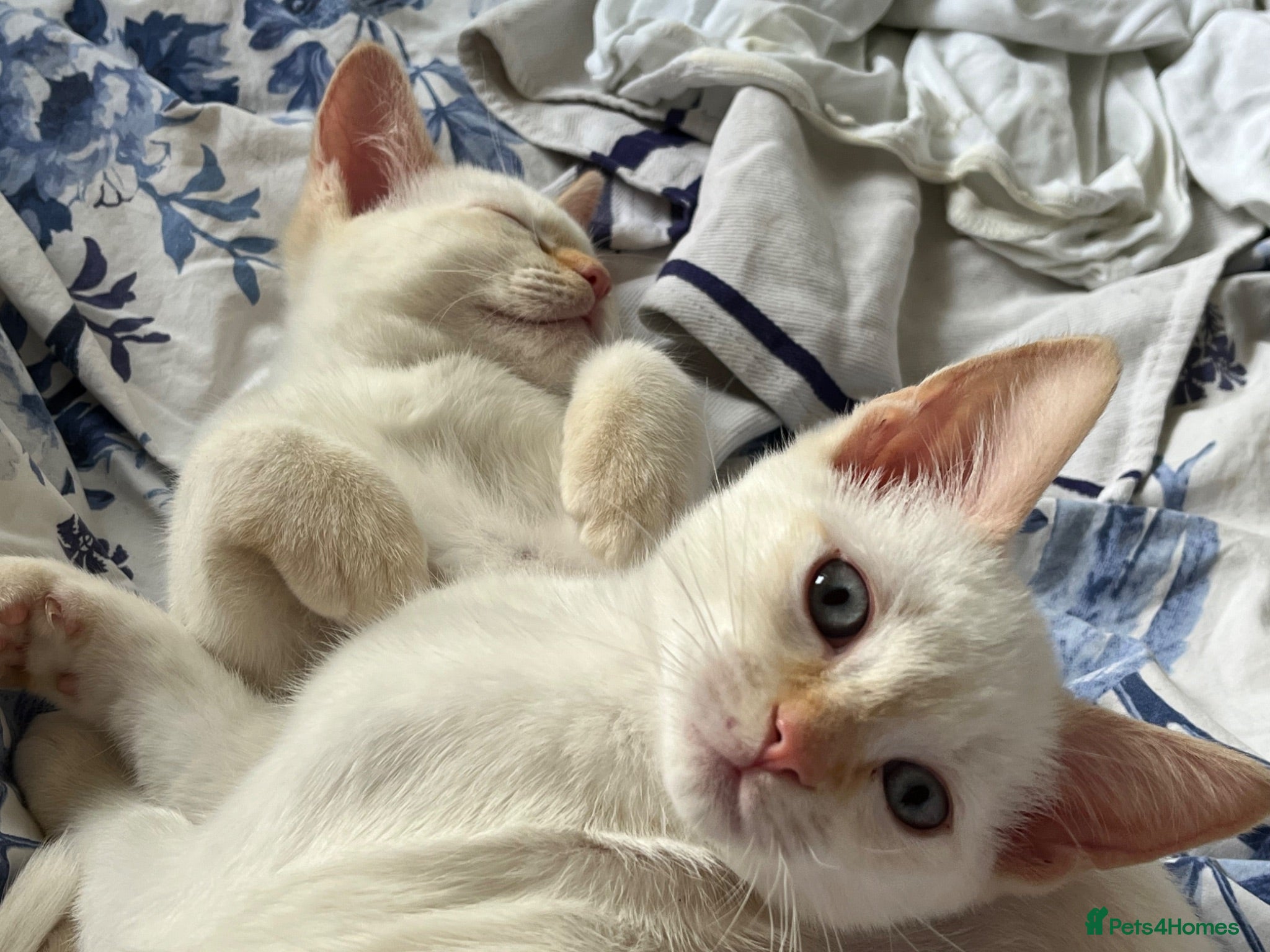 Ragdoll cats Gorgeous Ragdoll Kittens - Advert 13