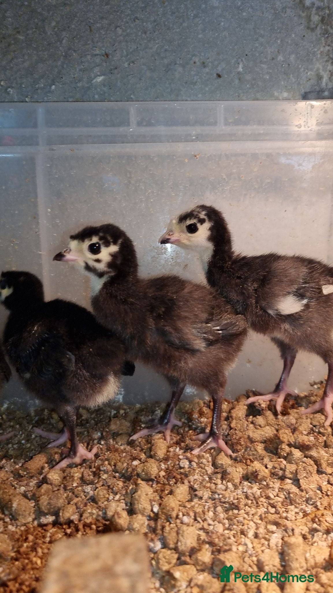 Turkeys poultry Norfolk Black Turkey Poults - Hatched 17th July - Advert 2