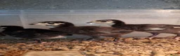 Turkeys poultry for sale: Norfolk Black Turkey Poults - Hatched 17th July - Advert 9