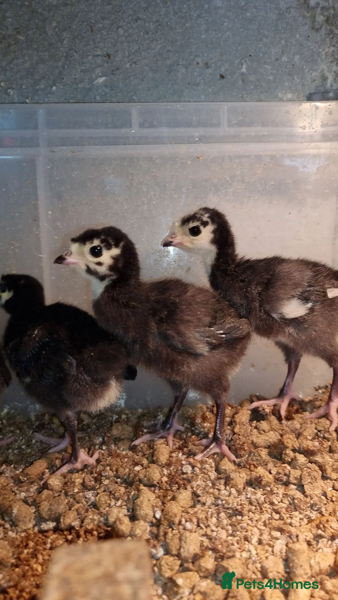 Turkeys poultry for sale: Norfolk Black Turkey Poults - Hatched 17th July - Advert 2