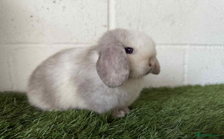 Mini Lop rabbits - Advert 16
