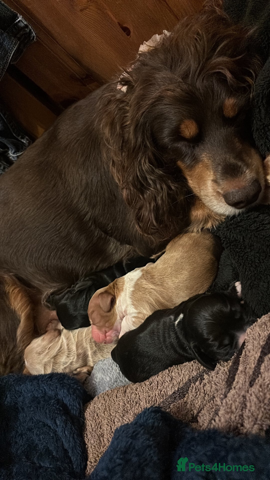 Cocker Spaniel dogs for sale: Working KC cocker spaniels  - Image 15