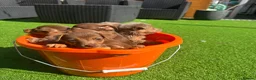 Jack Russell dogs for sale: Miniature Jack Russell puppy’s for sale  - Advert 7