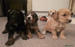 Cockapoo dogs for sale: F1 Minature Cockapoos - Image 8