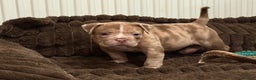 Olde English Bulldogge dogs for sale: (Reduced) Olde English Bulldogges puppies  - Advert 21