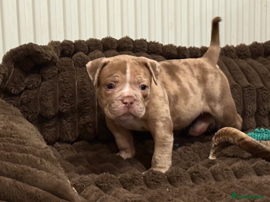 Olde English Bulldogge dogs for sale: (Reduced) Olde English Bulldogges puppies  - Advert 21