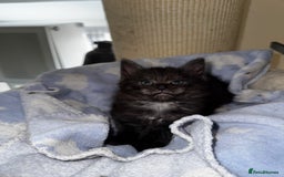 Maine Coon cats for sale: 🐾 Beautiful Maine Coon x Norwegian Forest Kittens - Image 6