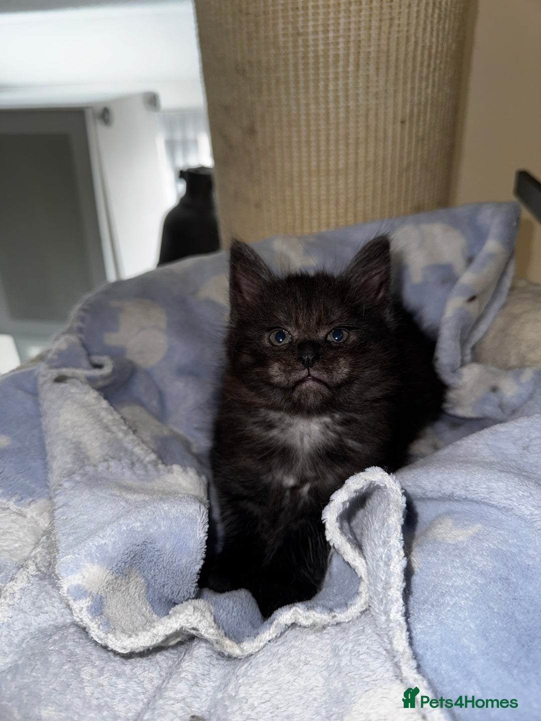 Maine Coon cats for sale: 🐾 Beautiful Maine Coon x Norwegian Forest Kittens - Image 6