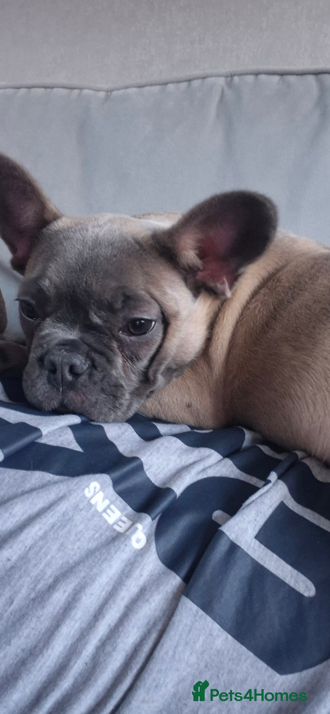 French Bulldog dogs for sale: French Bulldog Puppy - Advert 4