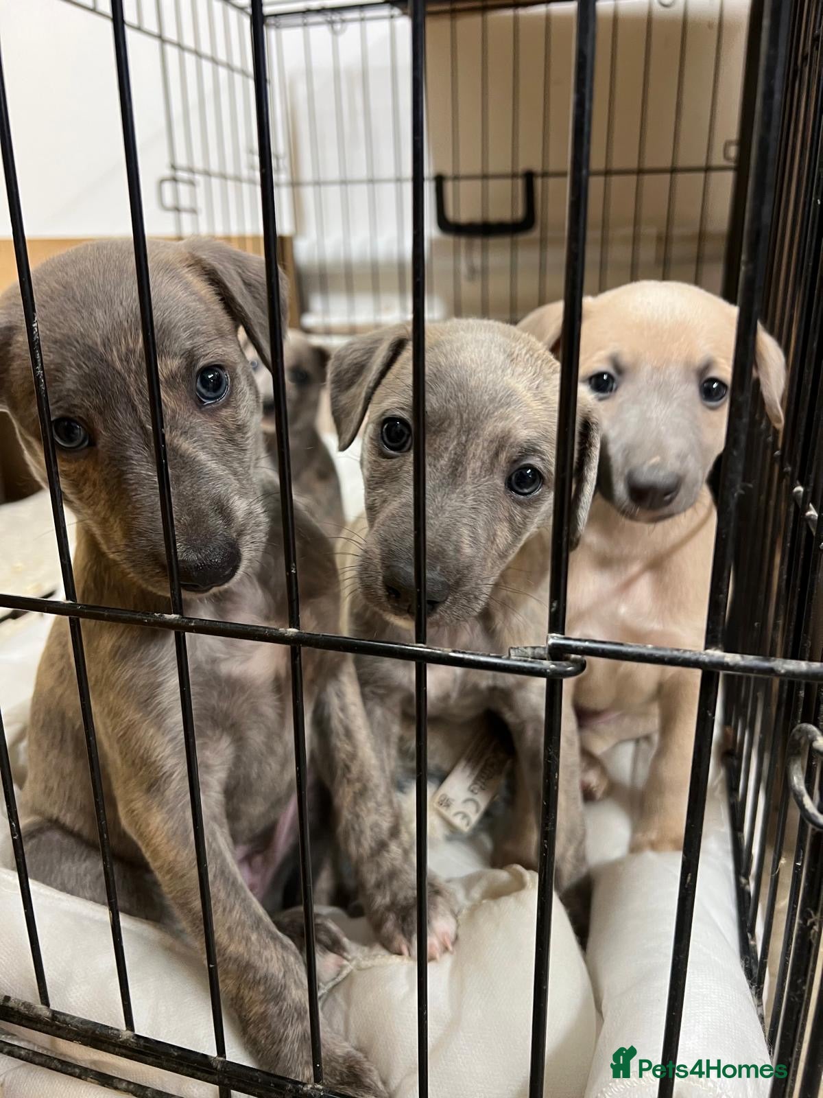 Mixed Breed dogs Bedlington whippet puppies  - Advert 10