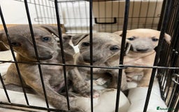 Mixed Breed dogs for sale: Bedlington whippet puppies  - Advert 1