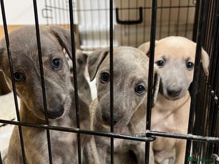 Mixed Breed dogs Bedlington whippet puppies - Advert 7