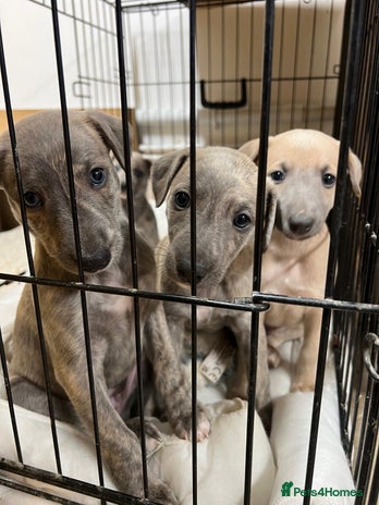 Mixed Breed dogs Bedlington whippet puppies - Advert 1