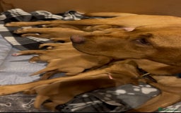 Labrador Retriever dogs for sale: Red Fox Labrador Puppies  - Image 20