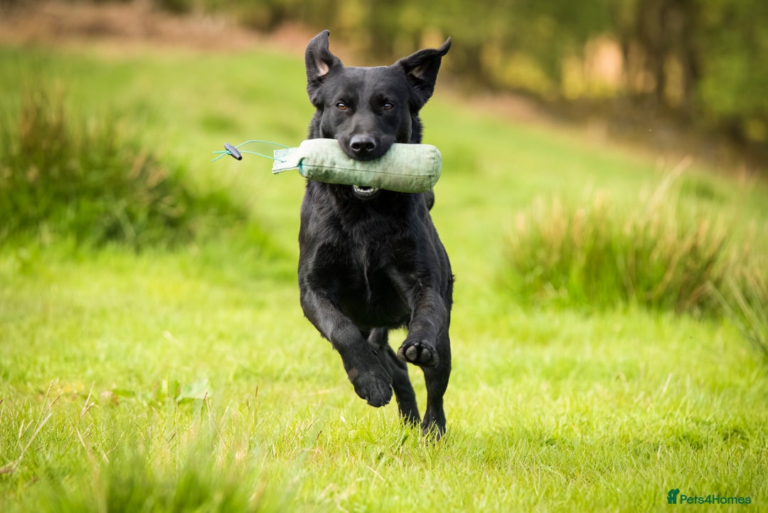 Labrador Retriever dogs for stud: Black Labrador for Stud in Crieff - Image 1
