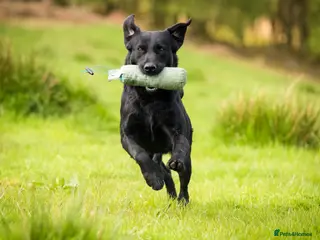 Labrador Retriever dogs Field Trial Winning Black Labrador for Stud in Crieff - Advert 12