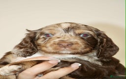 Cockapoo dogs for sale: Adorable Cockerpoo puppies F1B - Image 8
