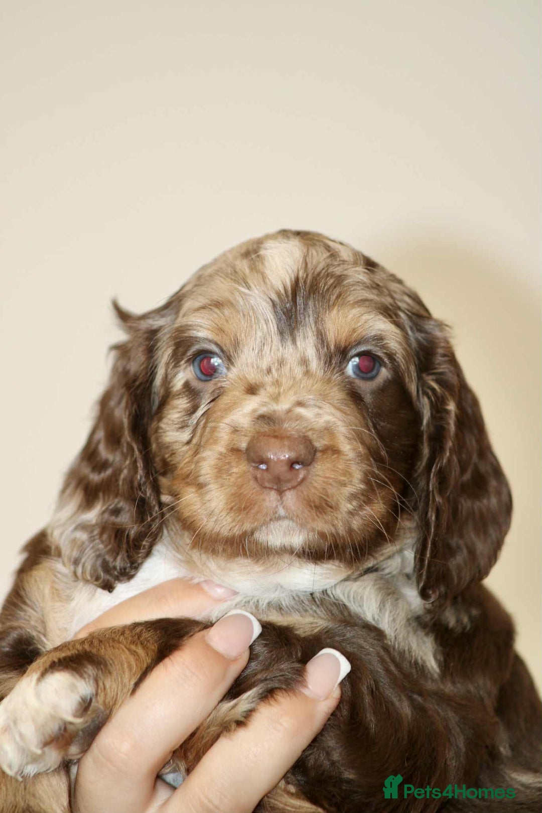 Cockapoo dogs for sale: Adorable Cockerpoo puppies F1B - Image 8