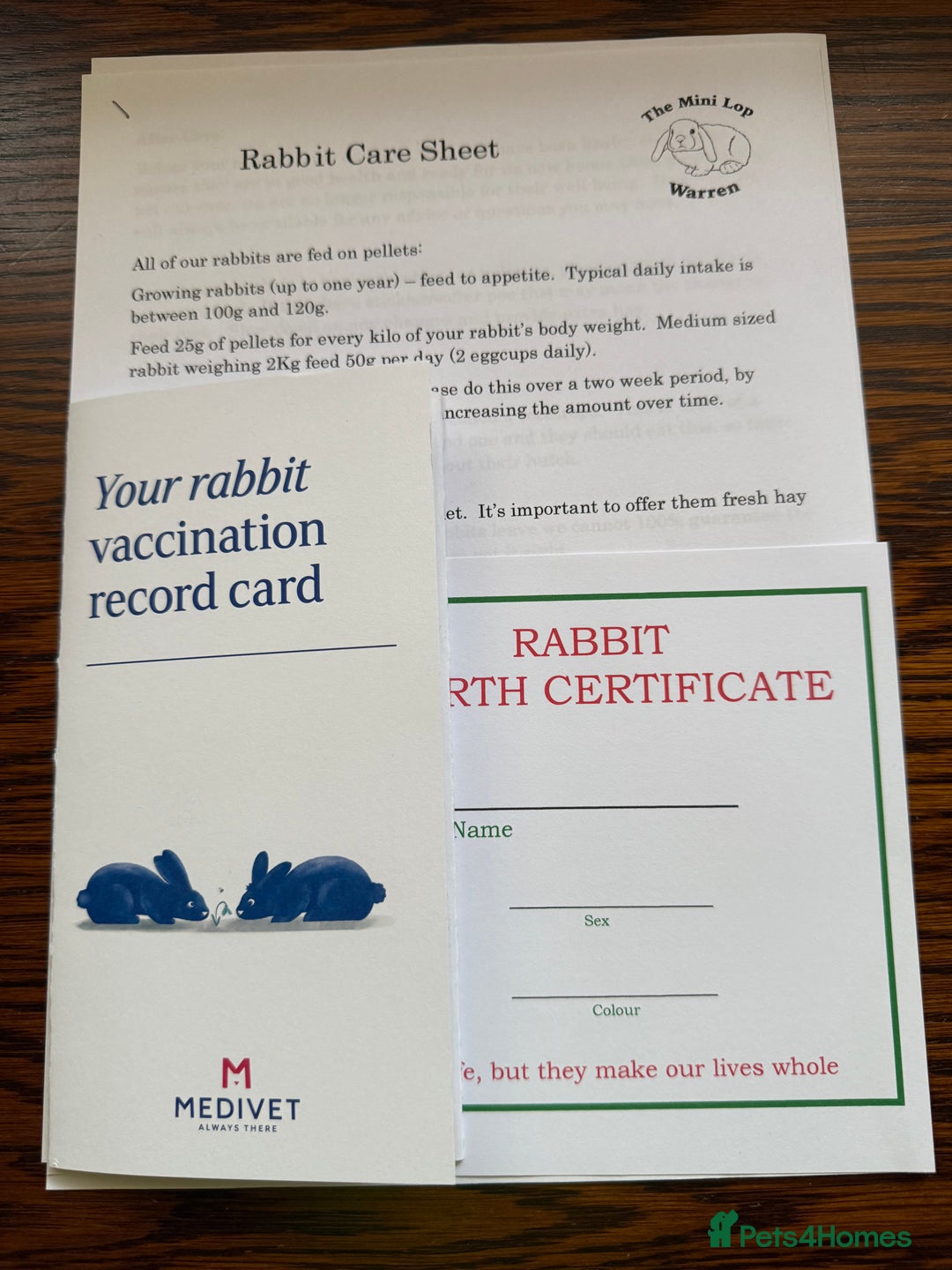 Mini Lop rabbits for sale:  BEAUTIFUL MINI LOP PEDIGREE BUNNIES - Advert 23