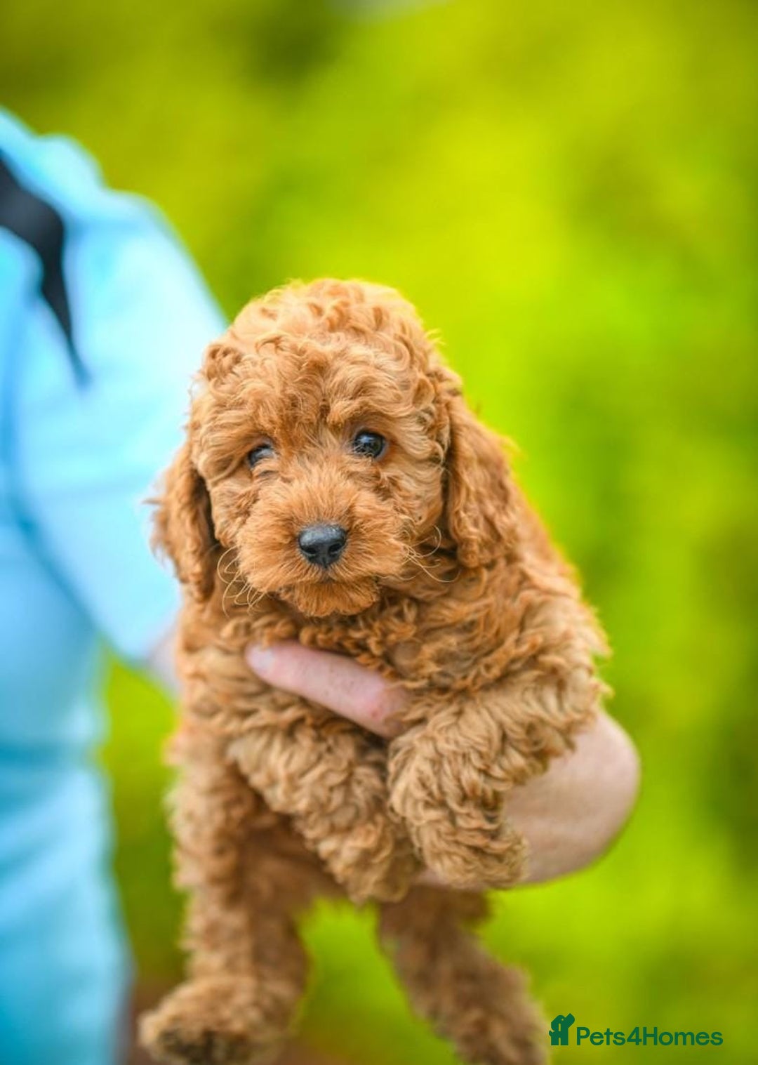 Cavapoo dogs for sale: Beautiful Cavapoo puppies - Image 2