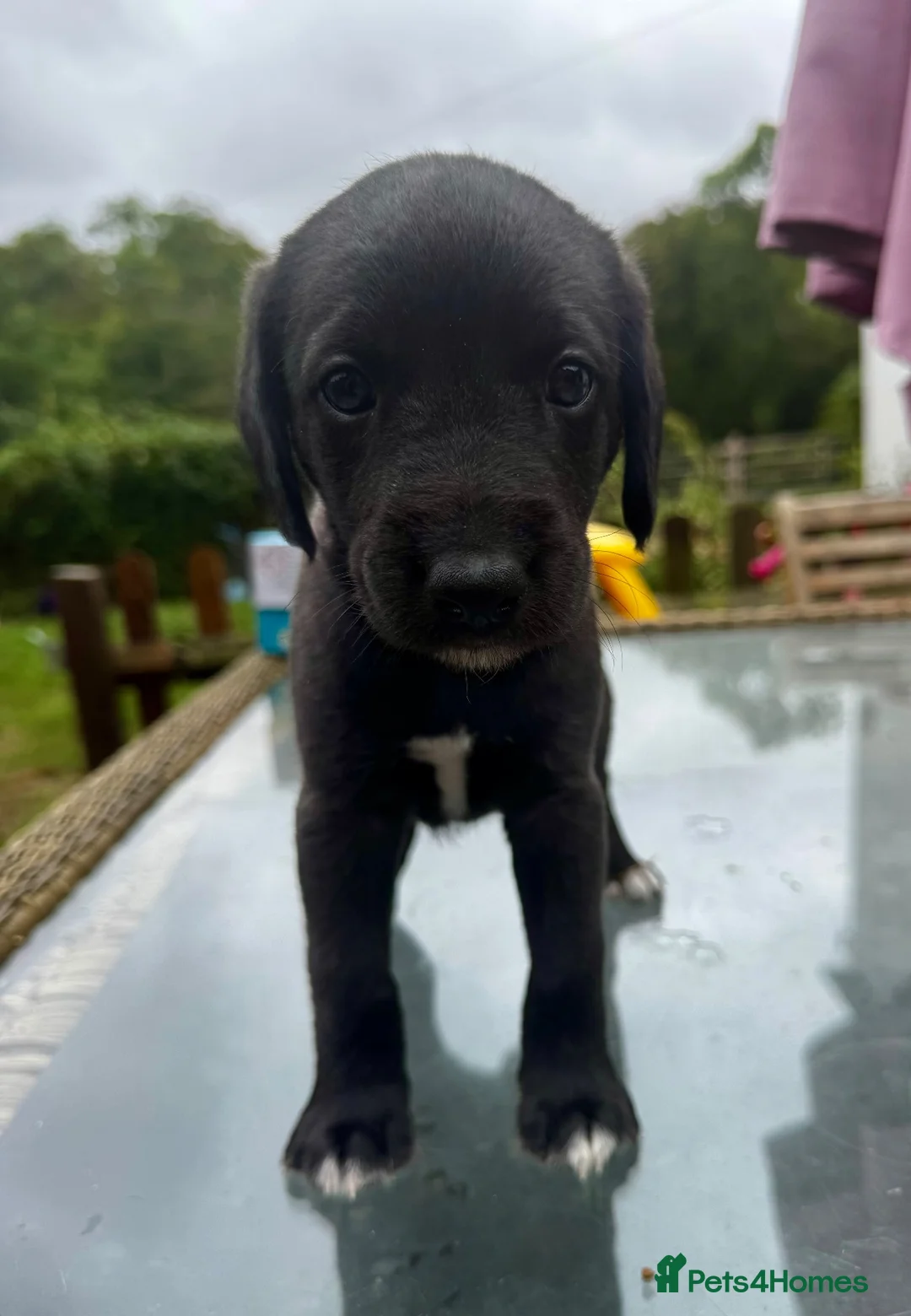 Mixed Breed dogs for sale: Two gorgeous Bedlington whippet dog puppies  in Lyndhurst - Advert 2