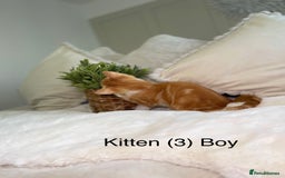 Mixed Breed cats for sale: 5 beautiful kittens 8 weeks old ready now  - Image 8