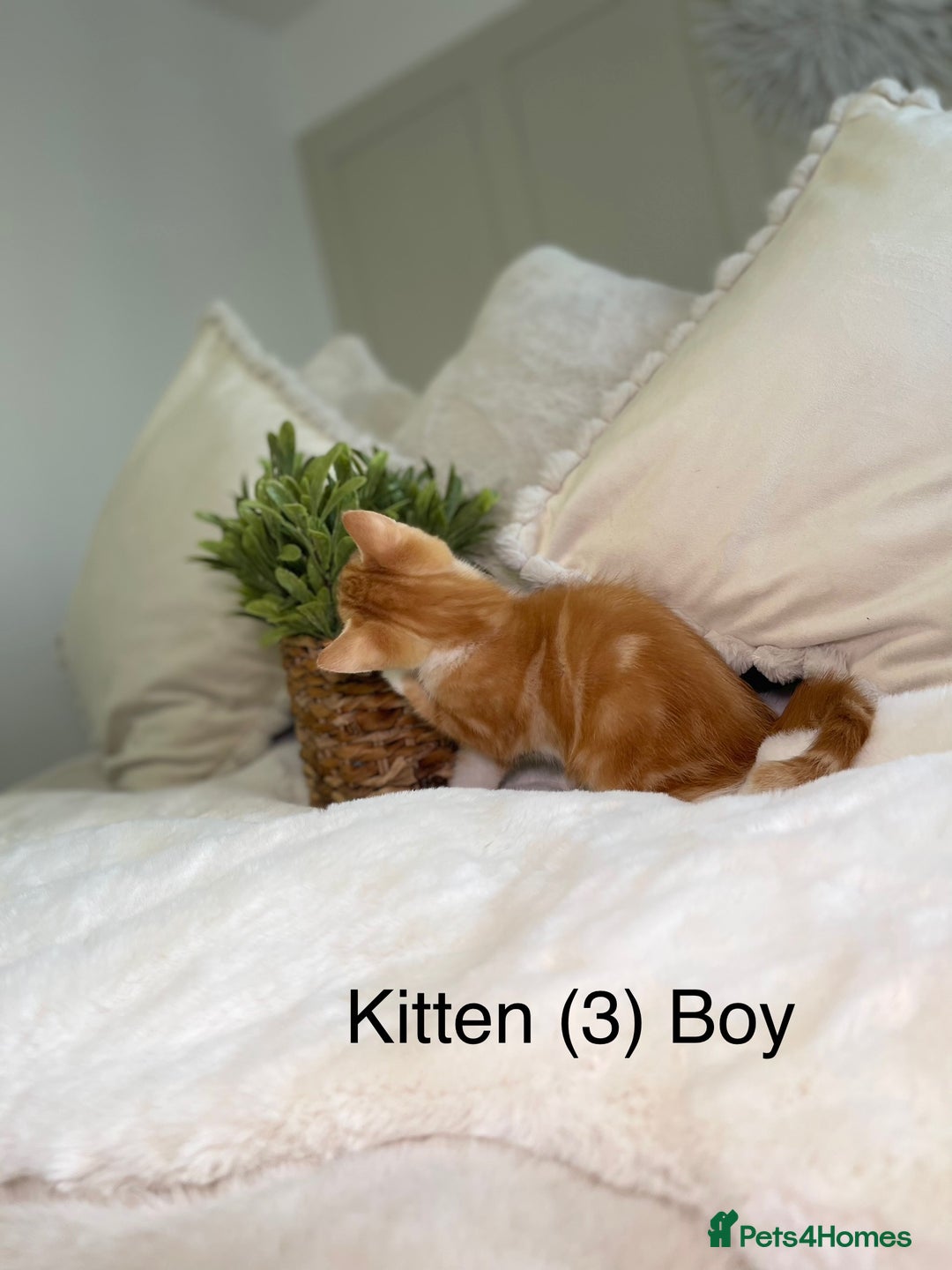 Mixed Breed cats for sale: 5 beautiful kittens 8 weeks old ready now  - Image 8