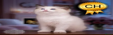 Ragdoll 5