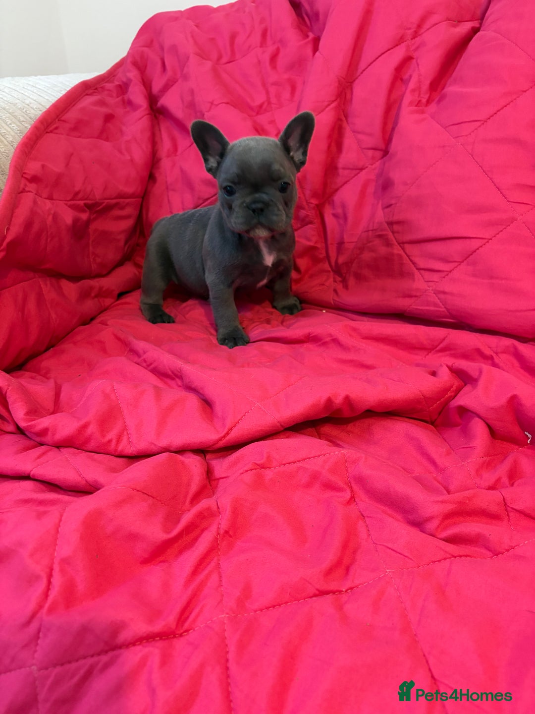 French Bulldog dogs for sale: French bulldog puppies  - Image 4
