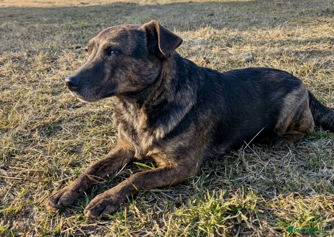 German Shepherd dogs for adoption: 🐾 JUNA – German Shepherd  in West Malling - Advert 1