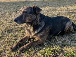 German Shepherd dogs 🐾 JUNA – German Shepherd - Advert 7