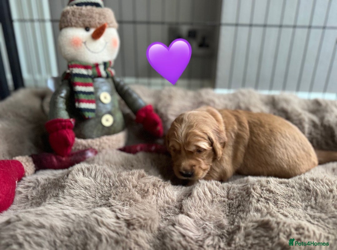 Golden Retriever dogs for sale: Golden retriever puppies  - Advert 22