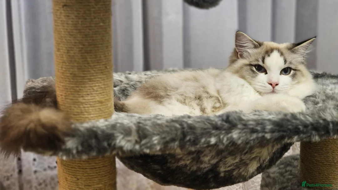 Ragdoll cats for sale:  STUNNING RAGDOLL BOY  - Advert 1