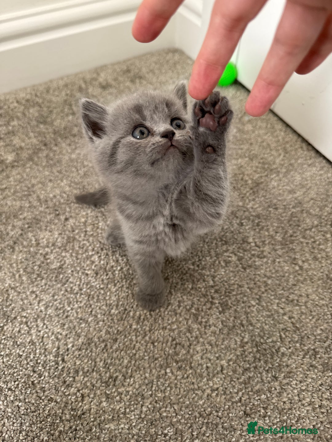 British Shorthair cats for sale: British shorthair kittens 🐈‍⬛ - Advert 25