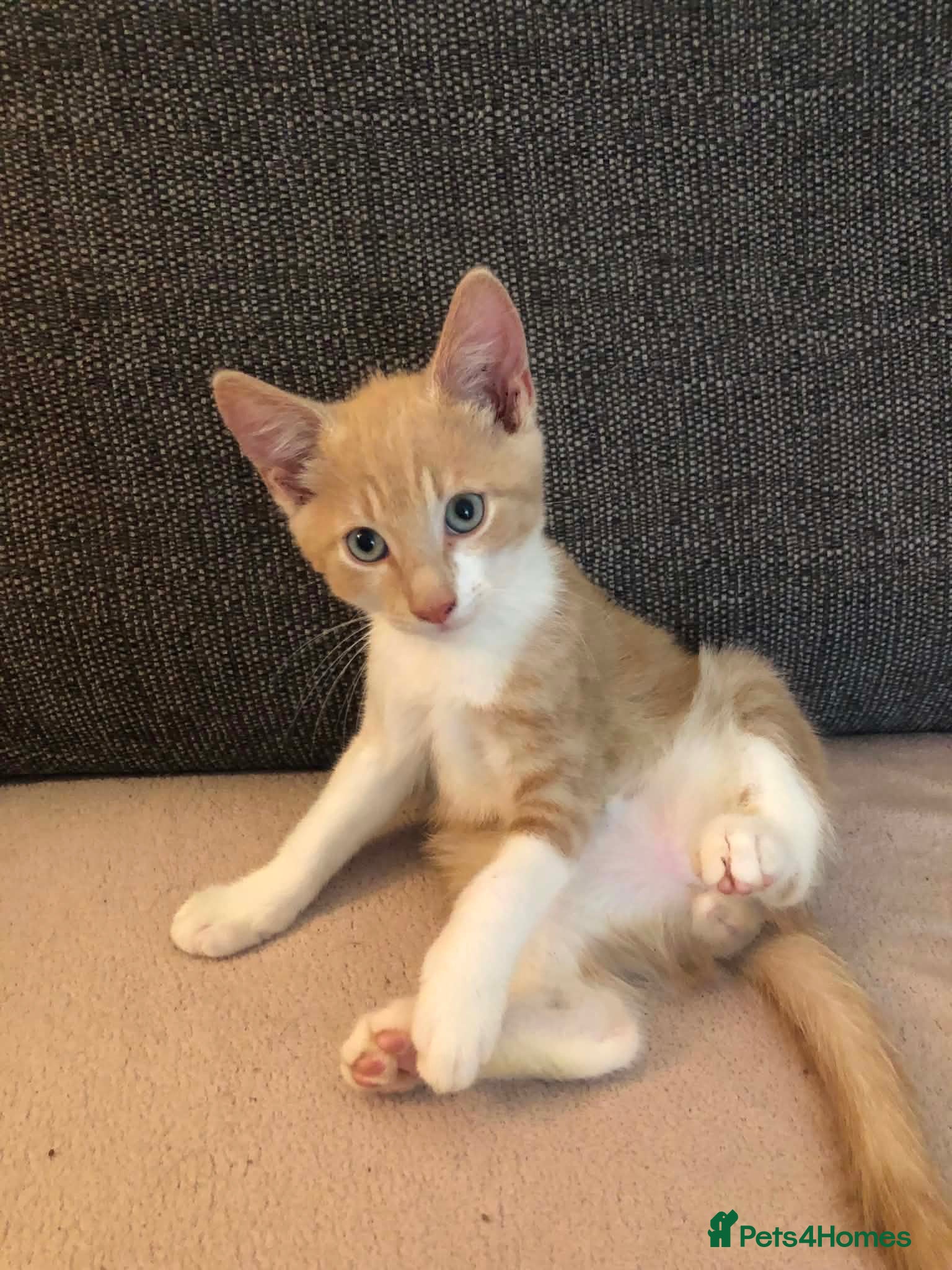 Mixed Breed cats 3 boys left - Advert 2