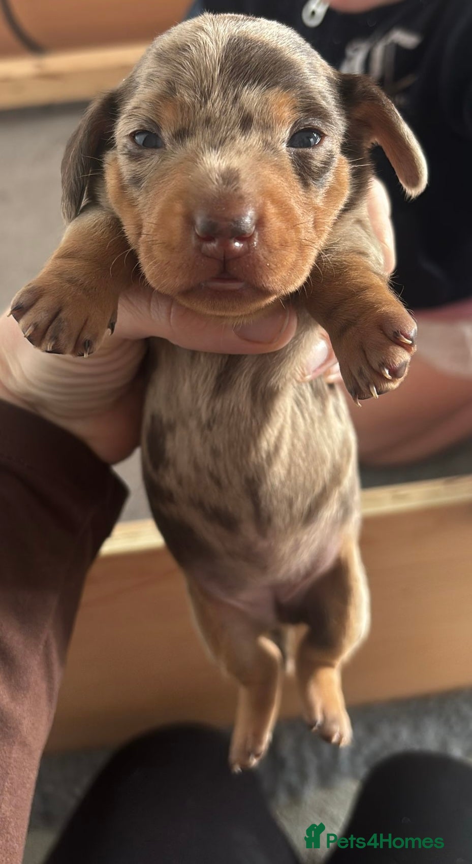 Miniature Dachshund dogs Miniature dachshund puppies - Advert 15