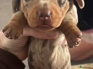 Miniature Dachshund dogs Miniature dachshund puppies - Advert 15