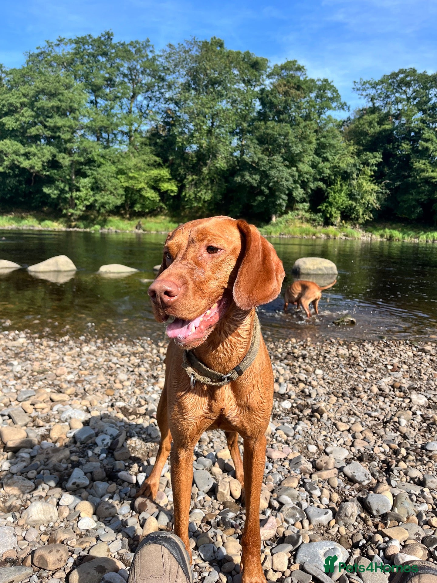 Hungarian Vizsla dogs Beautiful KC Registered Hungarian Vizsla puppies  - Advert 2