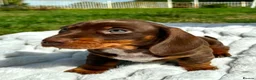 Miniature Dachshund dogs for sale: Miniature Dachshund Boys For Sale  in Blaenau Ffestiniog - Advert 7
