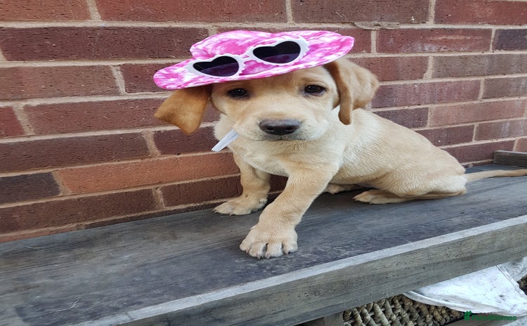 Labrador Retriever dogs - Advert 10