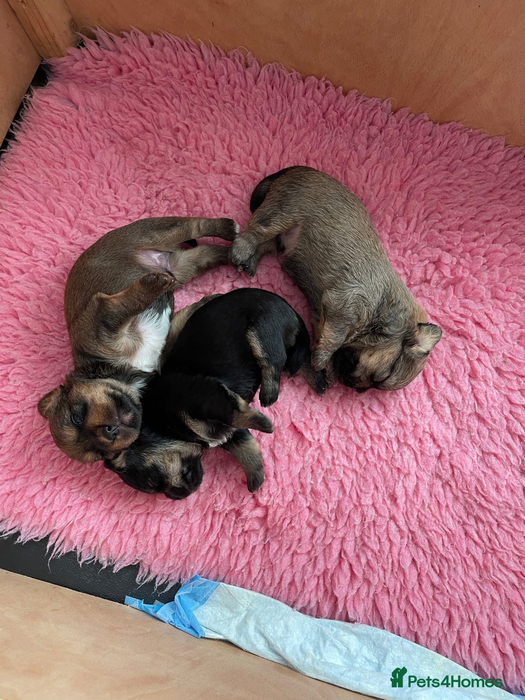 Mixed Breed dogs for sale: Adorable puppies - Image 16