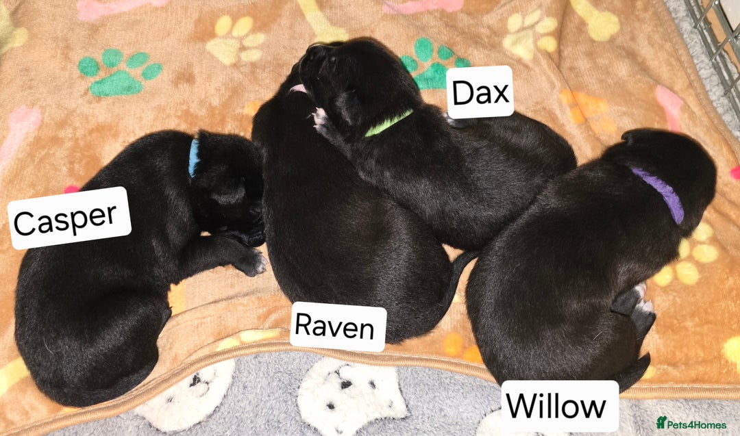 Mixed Breed dogs for sale: Labrador cross puppies  - Image 2