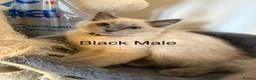 Ragdoll cats for sale: Pure Ragdoll Kittens Ready to leave  - Advert 15