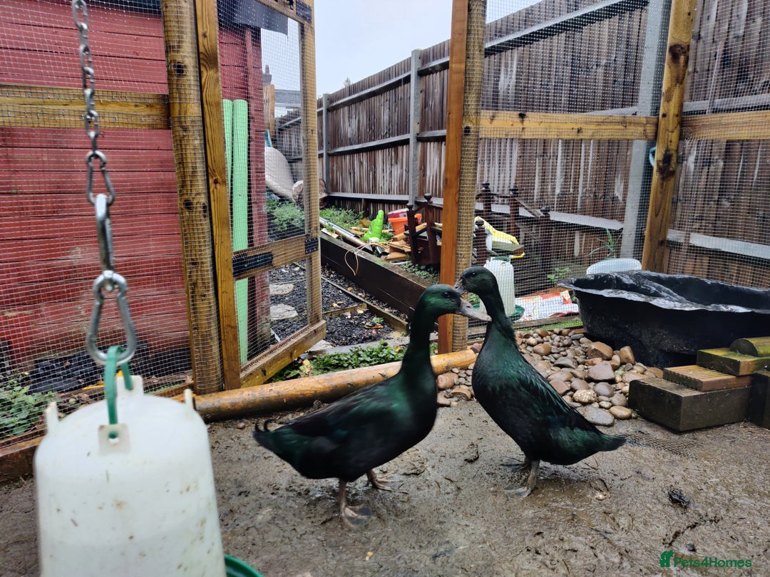 Ducks poultry for sale: Cayuga Ducks - Image 5