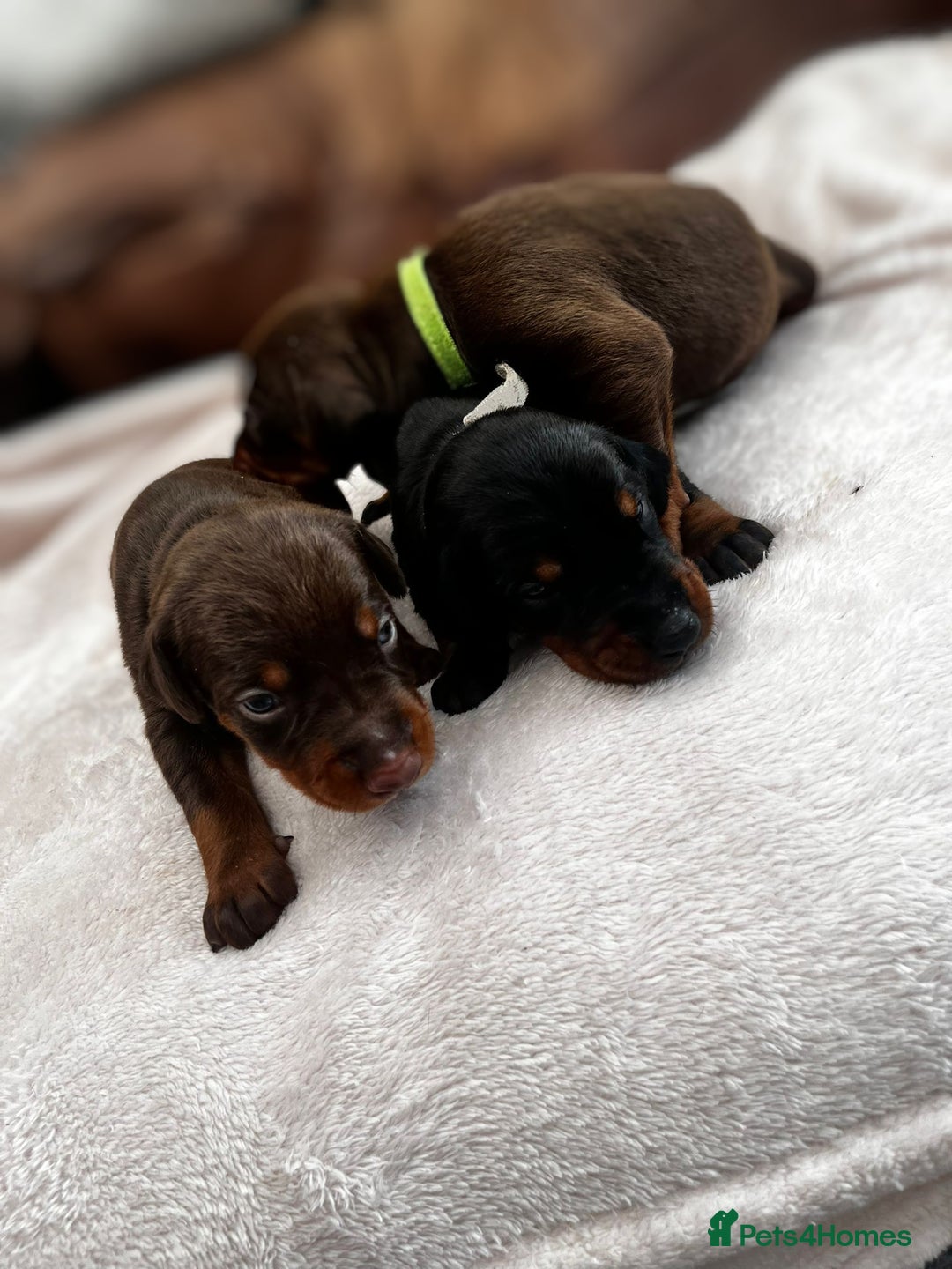 Dobermann dogs for sale: Stunning Dobermann puppies in Nottingham - Image 36