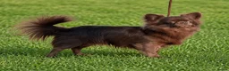 Chihuahua dogs for stud: Kc chocolate long hair chihuahua  - Advert 2