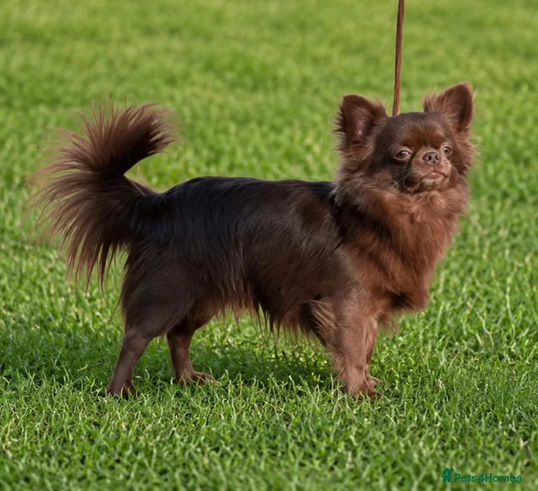 Chihuahua dogs for stud: Kc chocolate long hair chihuahua  - Advert 2