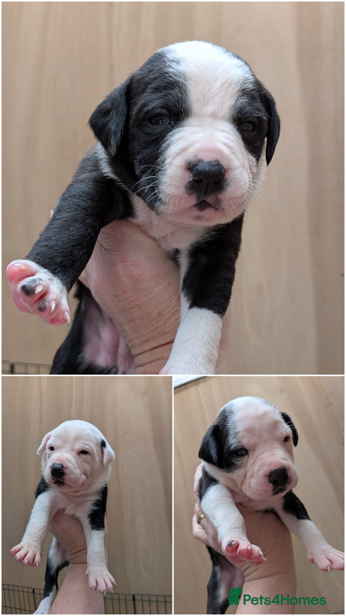 Mixed Breed dogs Borador bully puppies for sale - viewings from 4th - Advert 3