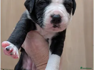 Mixed Breed dogs Borador bully puppies for sale - viewings from 4th - Advert 3